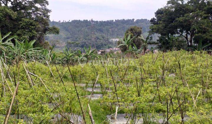 Tanah Rata Untuk Investasi+Berkebun Sangat Strategis View Lepas 1