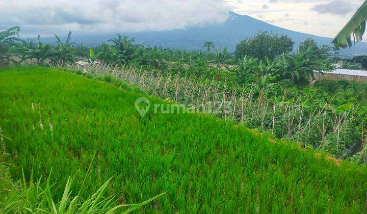 Tanah Sawah Bagus View Lepas Gunung Sanggar Asri 1