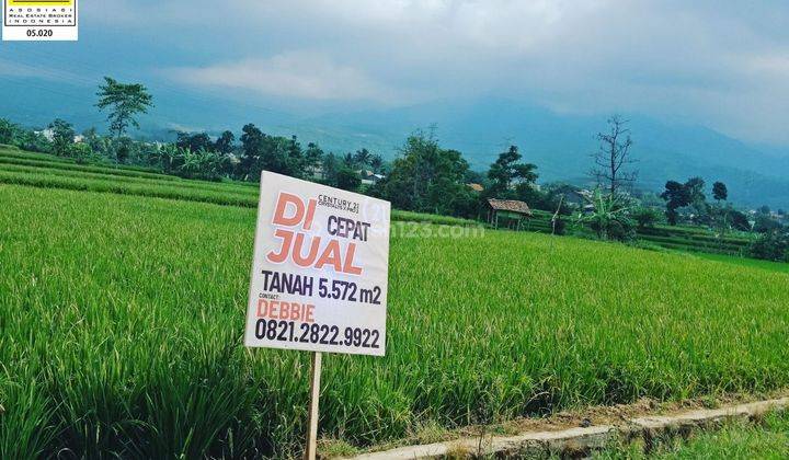 Tanah Sawah Sangat Luas Strategis Di Cipeujeuh Ciparay Bandung 1