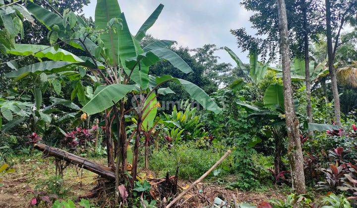 Kavling Ciapus Bogor di lereng gunung Salak, cocok untuk perumahan,  Vila, Kebun dan resort, outbound park  1