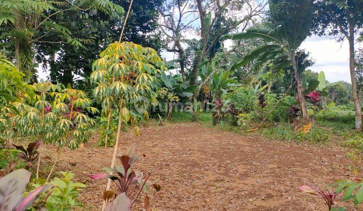 Kavling Ciapus Bogor di lereng gunung Salak, cocok untuk perumahan,  Vila, Kebun dan resort, outbound park  2