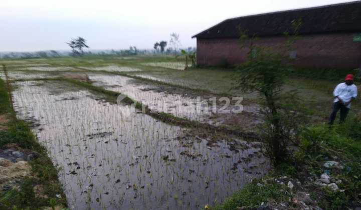 Turun Harga Sebidang Tanah Persawahan Subur Shm Di Mojosari 1770.0 M²