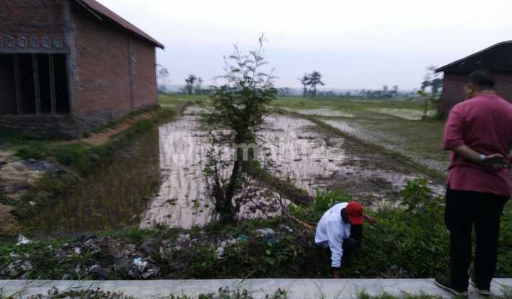 Turun Harga Sebidang Tanah Persawahan Subur Shm Di Mojosari 1770.0 M²