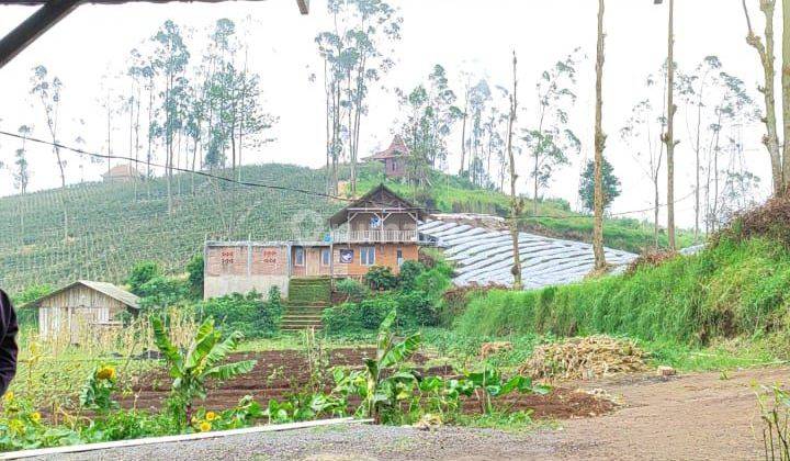 Tanah kebun alpukat di Garut 2