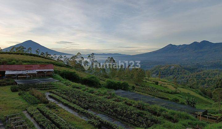 Tanah kebun alpukat di Garut 1