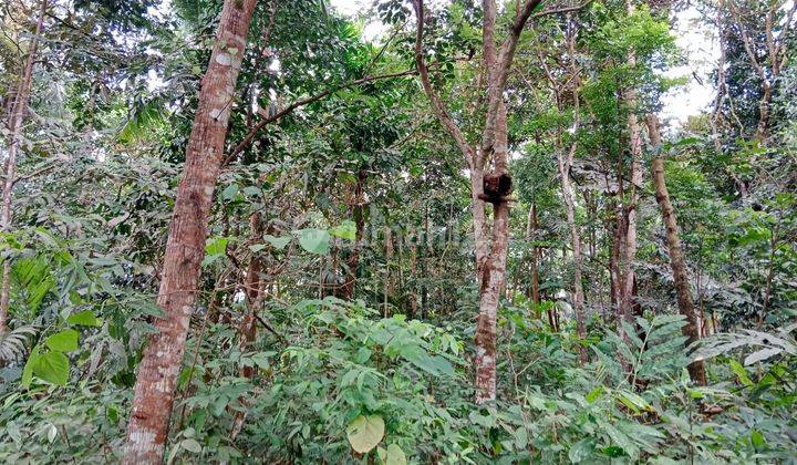 Tanah Kebun Desa Cipacung Cinangka Anyer 2