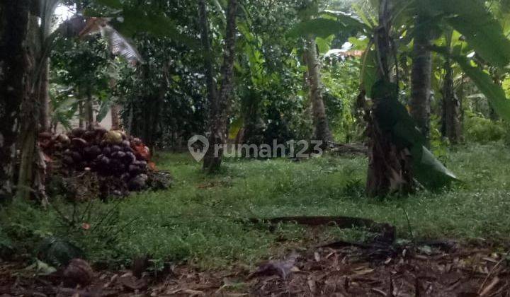 Tanah Kebun Cipicung Cinangka Anyer Dekat Karangbolong 1