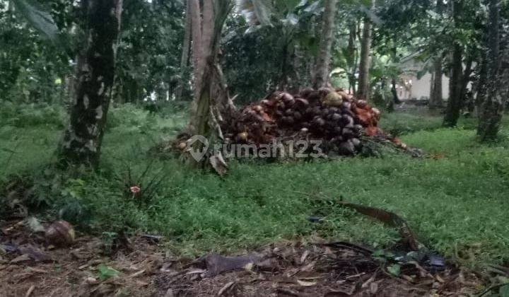 Tanah Kebun Cipicung Cinangka Anyer Dekat Karangbolong 2