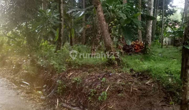 Tanah Kebun Cipicung Cinangka Anyer Dekat Karangbolong 3