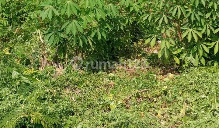 Tanah murah di Dekat Arundina Cibubur Jakarta Timur  2