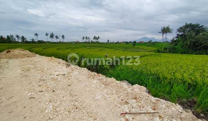 Lahan Hijau Jual 4.18are Munggu Tanah Lot  6