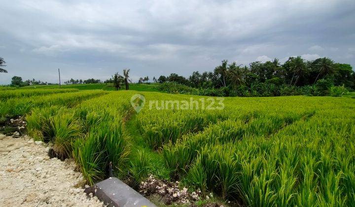 Lahan Hijau Jual 4.18are Munggu Tanah Lot  8
