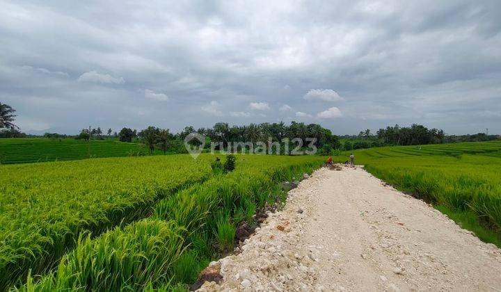 Lahan Hijau Jual 4.18are Munggu Tanah Lot  10