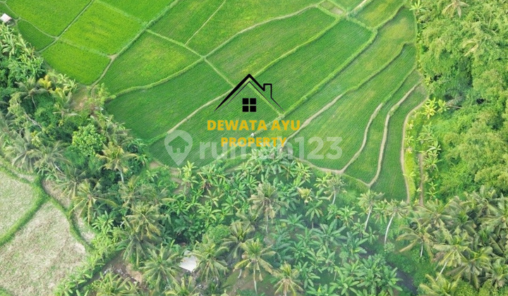 Leashold Land 11are Los River And View Jungle In Mawang Lodtunduh 1