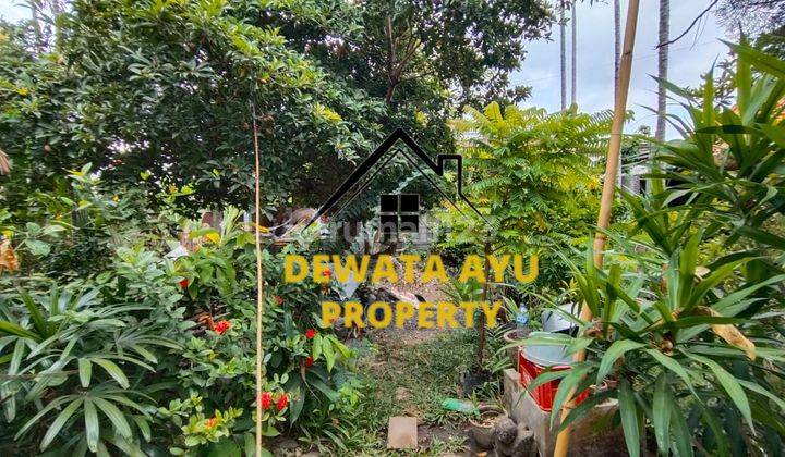 Rumah Butuh Renovasi Lahan 300M2 Dengan Taman Luas Di Sidakarya 2