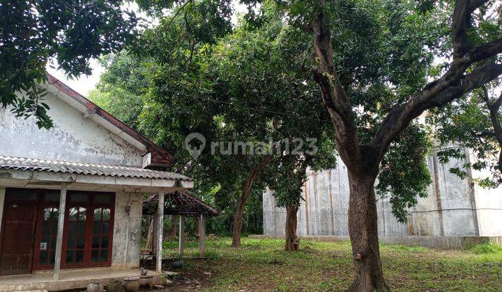 Rumah Walet dan Kebun Mangga di Situbondo 1