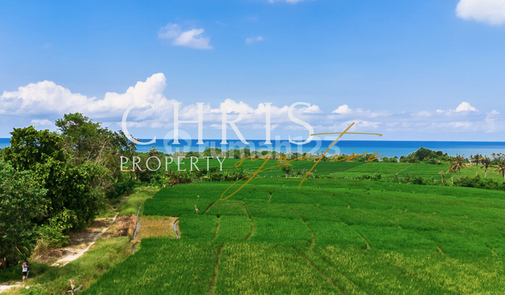 Land for Sale in Tabanan SHM 40 Ares - Quiet & Growing Location