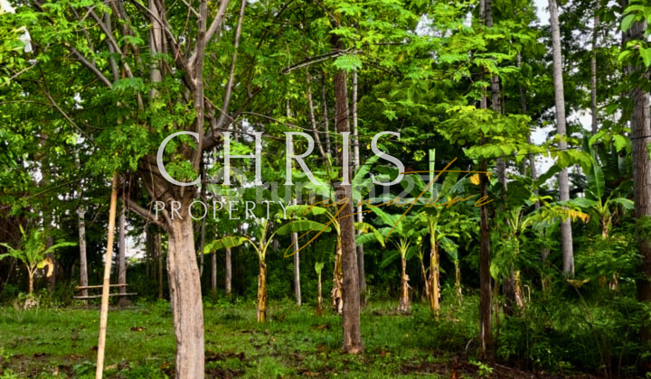 Jual Tanah Bali SHM Freehold Penyabangan Gerokgak Buleleng Strategis