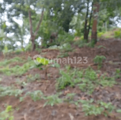 Tanah Kebon Karangsuraga Cinangka Cocok untuk investasi 2