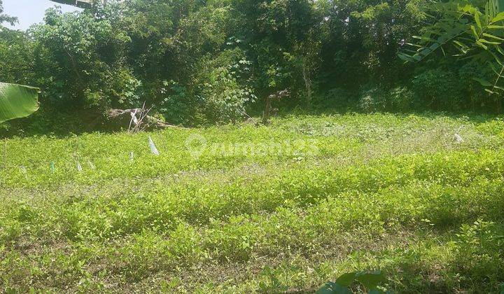 Tanah Kebon Harga Super Miring Dekat Rsud Banten