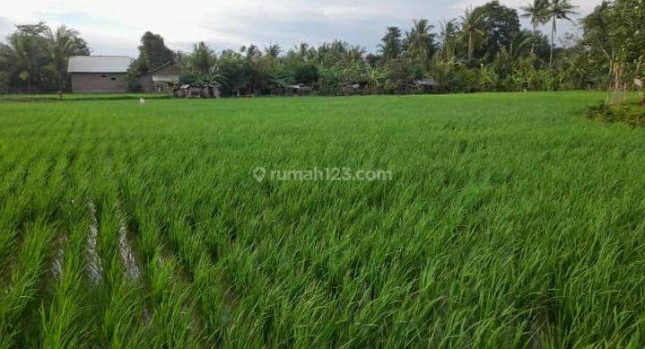 Tanah Sawah Akses Mobil Karang Bolong Anyer 1