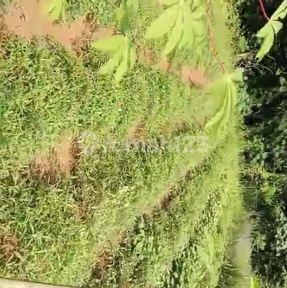 Tanah Sawah Pegadungan Anyer Nego Sampai Deal Tanah Sawah Pegadungan Anyer Nego Sampai Deal