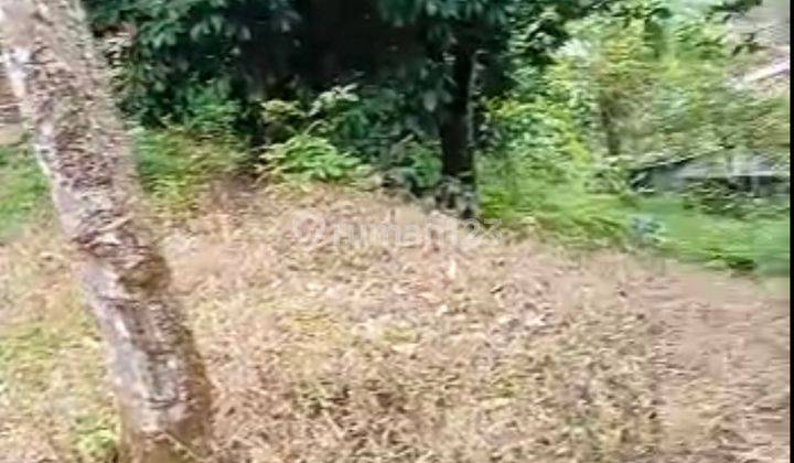 Di Jual Kebun Durian Di Cigudeg, Kabupaten Bogor 10