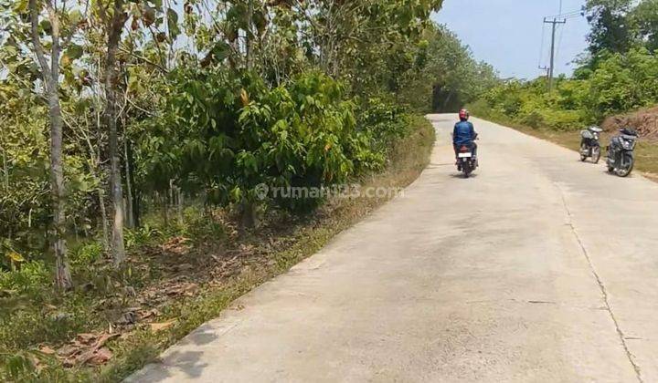 Tanah Kebun Harga Murah Di Sindang Sari Sajira Lebak Banten 1