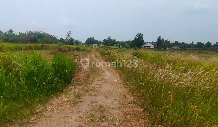 Dijual Cepat Tanah Di Bantar Panjang Tigaraksa Tangerang 1