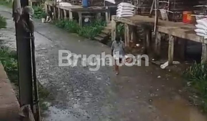 CHICKEN FARM LAND IN BOGOR CHICKEN FARM LAND IN BOGOR