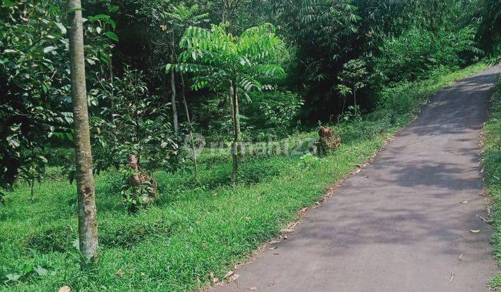 Tanah kebun Leuwiliang Bogor  2