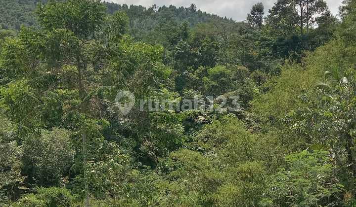 Tanah dijual Cigudeg Bogor  4