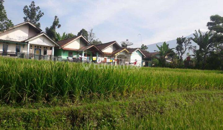 Tanah kebun 3