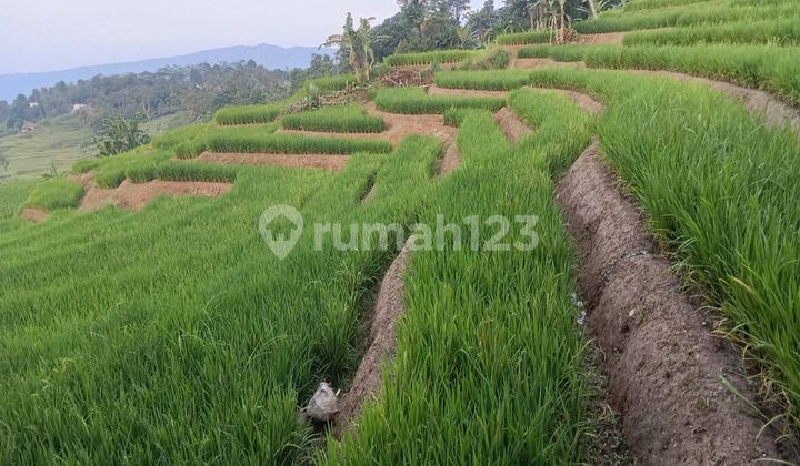 Lahan sawah dijual