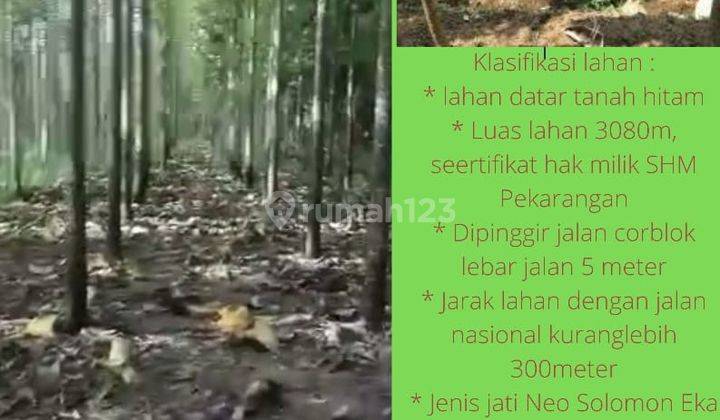 Jual Murah Tanah SHM Kebun Jati, Free Pajak, Cocok Utk Investasi 9