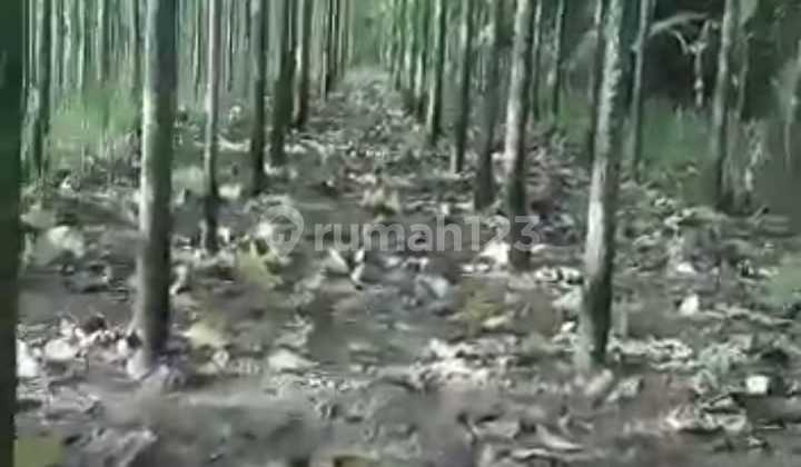 Tanah Lahan SHM Penuh Kebun Jati, Free Pajak, Cocok Utk Investasi 10