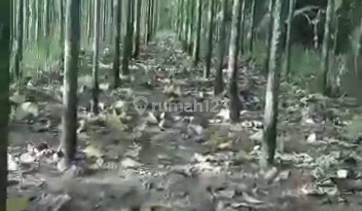 Tanah SHM Kebun Jati, Untuk Perkebunan, Peternakan Free Pajak 10