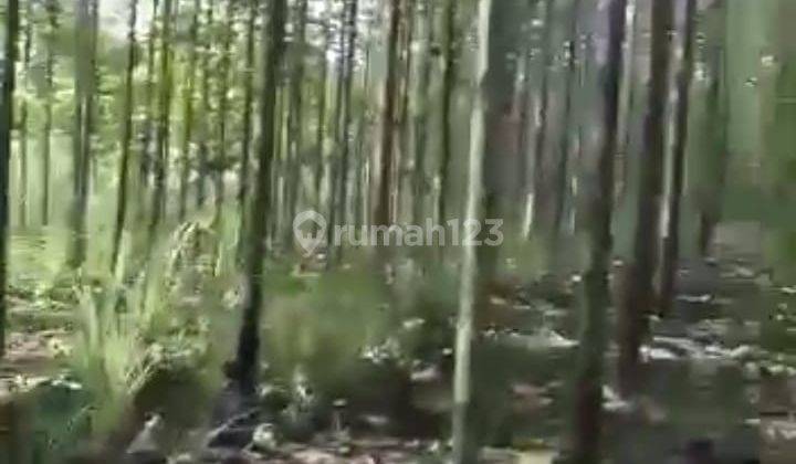 Tanah SHM Murah Isi Kebun Jati di Semin Gunung Kidul, Free Pajak 4