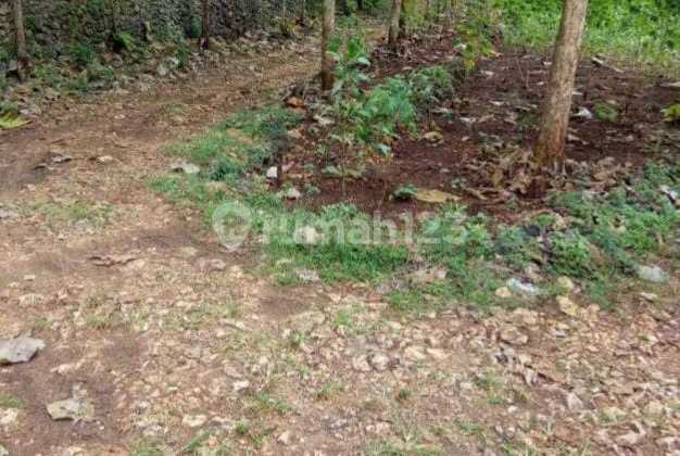  Tanah Shm Murah Cocok Utk Perkebunan, Peternakan, Atau Industri. 5