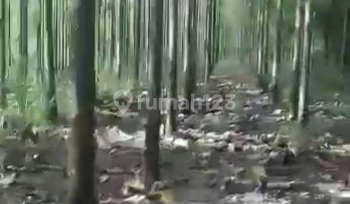 Tanah Kebun Jati SHM Murah di Semin Gunung Kidul, Bebas Pajak 6