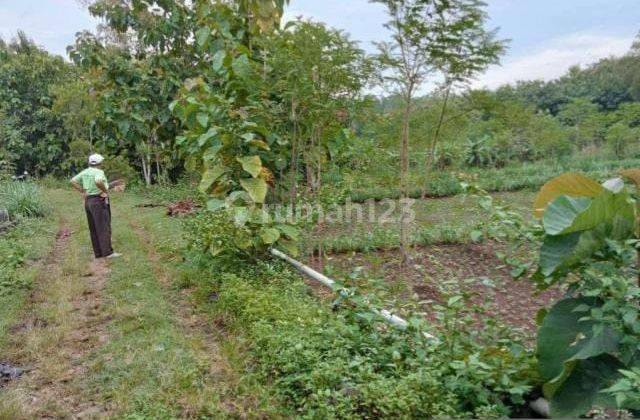 Tanah SHM Murah Strategis Ditepi Jl Kabupaten Dkt Ke Jl Propinsi 6