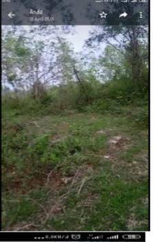 Tanah Murah Shm, Srategis Cocok Utk Perkebunan, Ternak, Industri 4