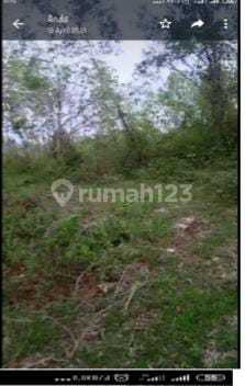 Tanah Murah Srategis Cocok Utk Perkebunan Dekat Ke Jalan Propinsi 4