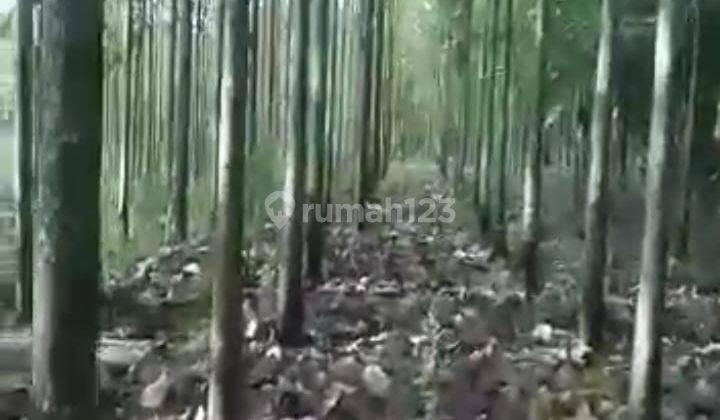 Lahan Kebun Jati Murah, SHM Bebas Pajak, Langsung Balik Nama 8