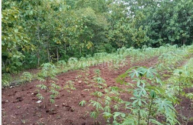  Tanah 8 Ha Lebih, Cocok Utk Perkebunan Peternakan Atau Industri 4