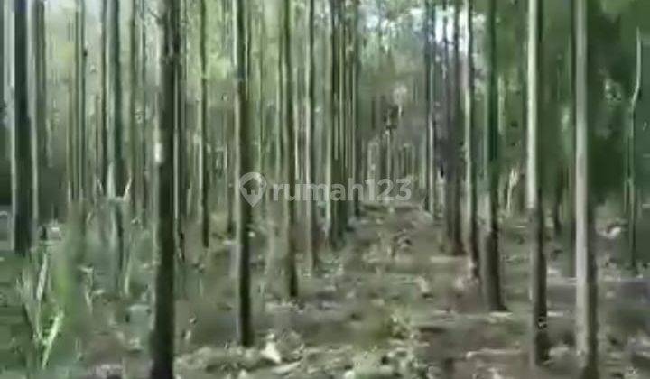 Tanah Lahan Kebun Jati SHM di Gunung Kidul, Cocok Untuk Investasi 8