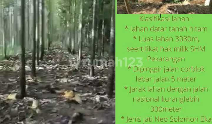 Tanah Lahan Kebun Jati SHM di Gunung Kidul, Cocok Buat Investor 1