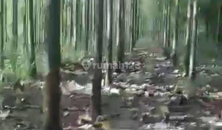 Tanah Lahan Kebun Jati SHM di Gunung Kidul, Dekat Jalan Propinsi 6