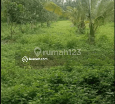 Tanah di Desa Bukti Air Sanih Kubu Tambahan Singaraja Buleleng Bali, Buleleng 2