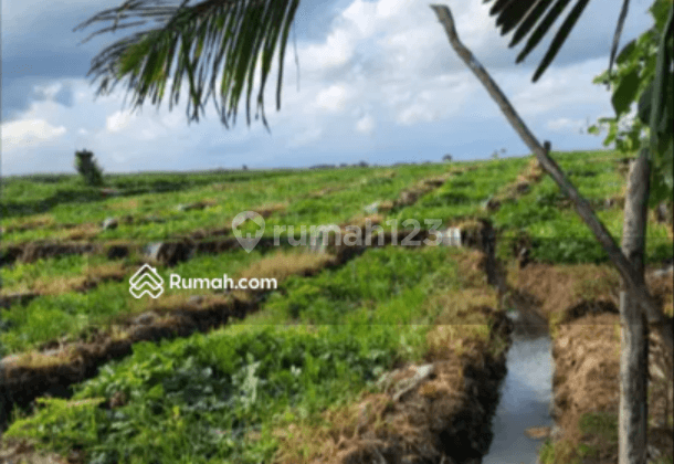 Land on Pasat Beach, Tibubiu Village, Kerambitan, Tabanan, Bali, Tabanan 1